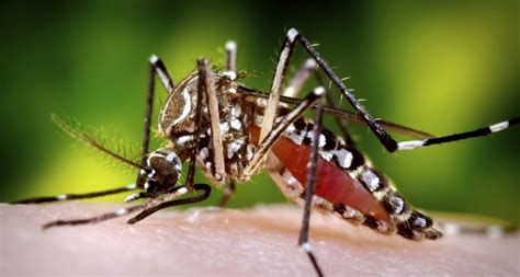 it is a large buzzing fly|New discoveries about how mosquitoes mate may help the fight .